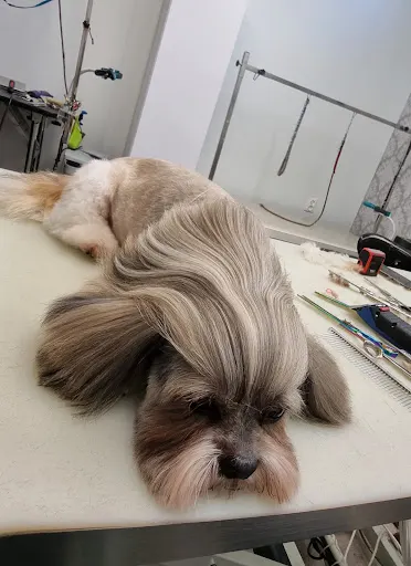 Mój Pupil Psi Fryzjer Magdalena Lach